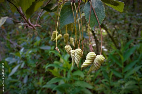 Sementes Tree