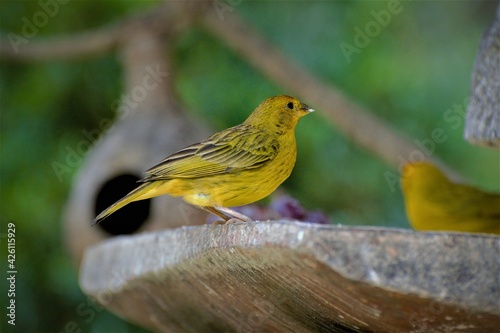 Yellow Bird Canário do Reino