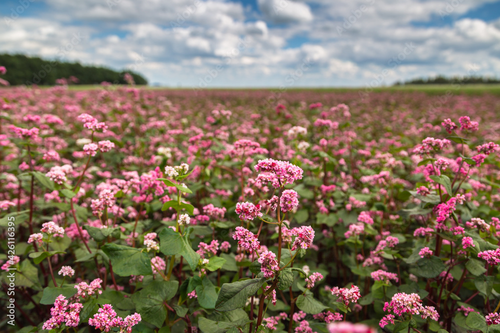 Red buckwheat flowers on the field. Blooming buckwheat. Buckwheat field on a summer sunny day. 