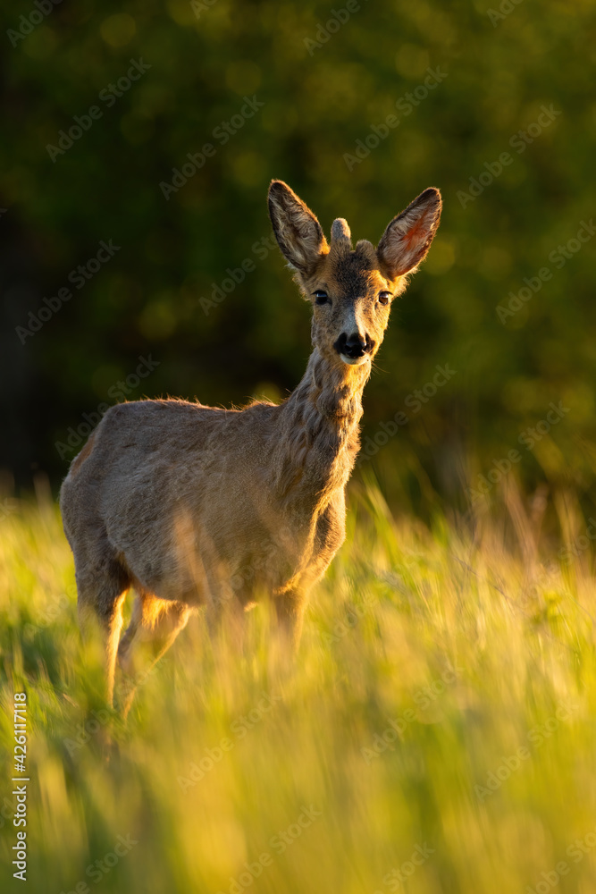 Young roe deer with growing antlers standing on field in sunlight. Young roe deer with growing antlers standing on field in sunlight.