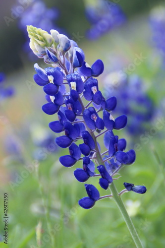Tilted Bluebonnet Closeup