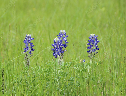 Bluebonnet Group