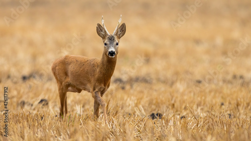 Wallpaper Mural Roe deer buck approaching on stubble field in summer with copy space Torontodigital.ca