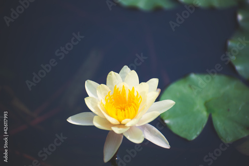 yellow lotus flower blossom or water lily blooming in pond with sunlight in garden outdoor nature.