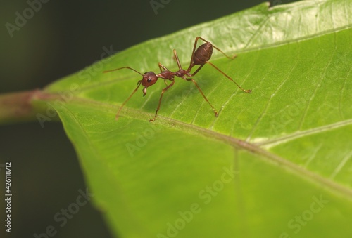 Red Weaver Ant (Oecophylla Smaragdina) on The Leaves © TAK