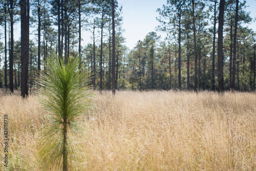 United States, North Carolina, Hampstead, Holly Shelter Game Lands, Longleaf Pine seedling growing in forest photo