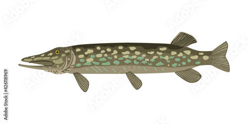 Pike, predatory freshwater fish, fishing object. Fish character, animal on white background, vector cute illustration