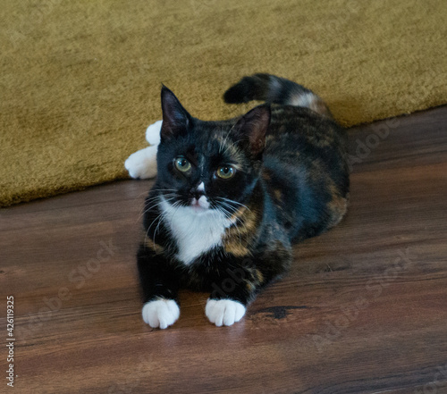 black and white cat