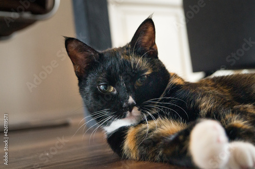portrait of a cat