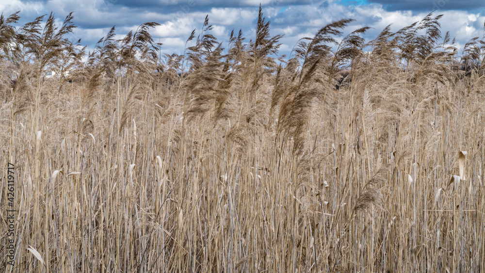 Fototapeta premium Łany zbożna stanowiące naturalne tło