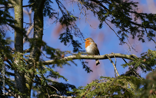 Rotkehlchen singend auf Nadelbaum frei vor blauem Himmel