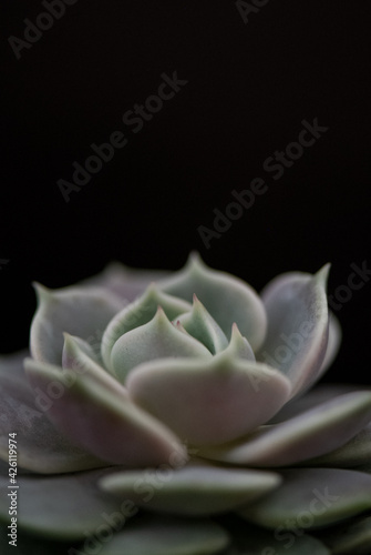 Echeveria lila/grün - Hintergrund schwarz, close up © SONJA