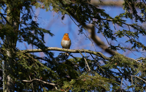 Rotkehlchen singend auf Nadelbaum frei vor blauem Himmel von vorne