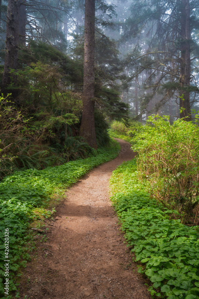 United States, Oregon, Sunlight on path in forest United States, Oregon, Sunlight on path in forest