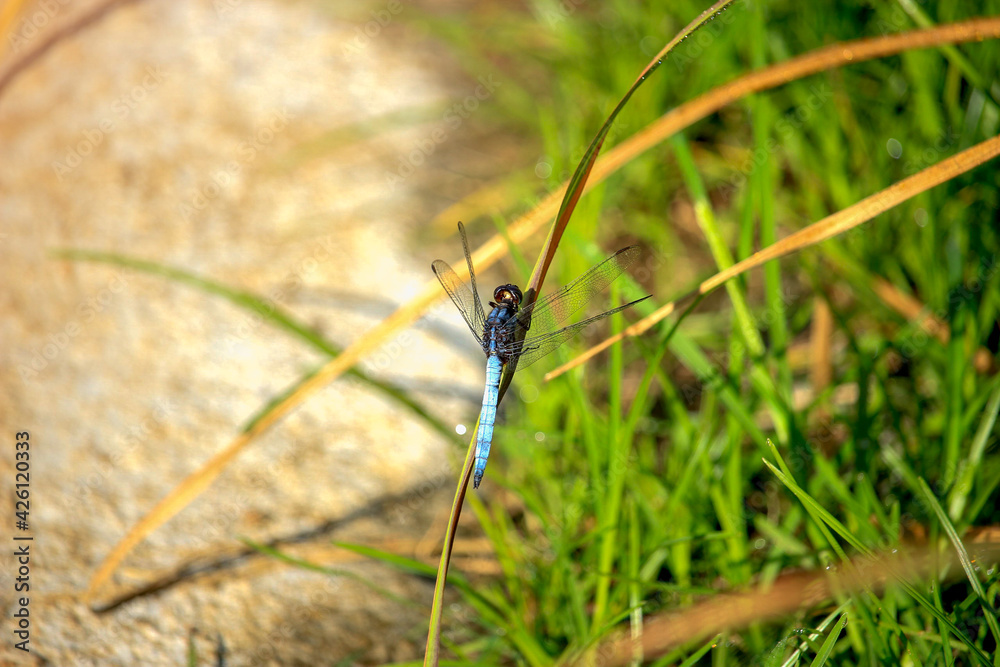 Closeup of dragonfly rising on rice leaf in field at early morning. Beautiful wildlife with green natural background. Closeup of dragonfly rising on rice leaf in field at early morning. Beautiful wildlife with green natural background.