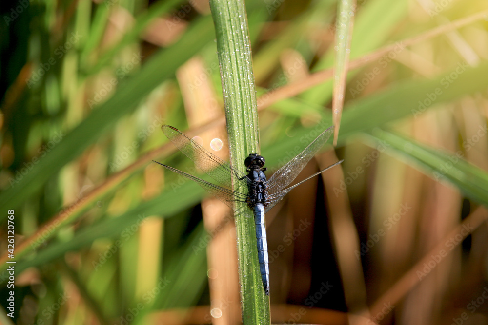 Closeup of dragonfly rising on rice leaf in field at early morning. Beautiful wildlife with green natural background. Closeup of dragonfly rising on rice leaf in field at early morning. Beautiful wildlife with green natural background.