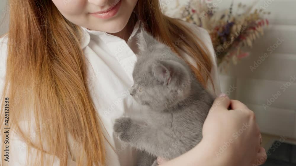 girl strokes a kitten of a British cat. british kitten close-up. cute kitten in your arms
girl strokes a kitten of a British cat. british kitten close-up. cute kitten in your arms