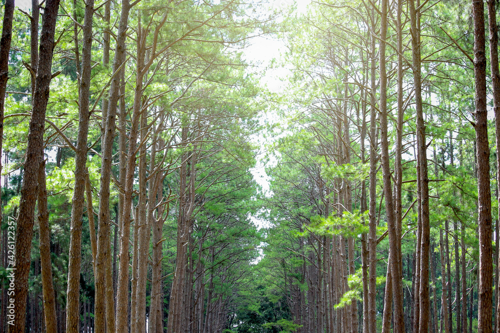 Obraz premium Silvicultural research station or Bo Kaeo Pine Park, evergreen wooded pine tree forest in sunny day light, the beautiful famous garden in Chiang Mai, Thailand.