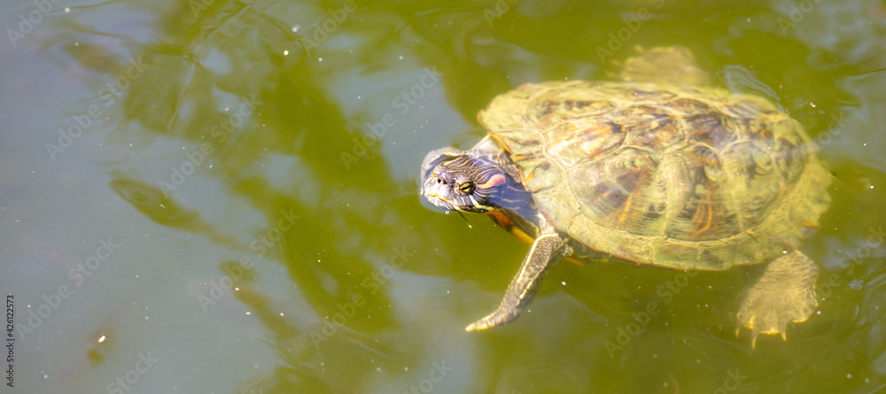 Marsh turtle swims in the water. Marsh turtle swims in the water.