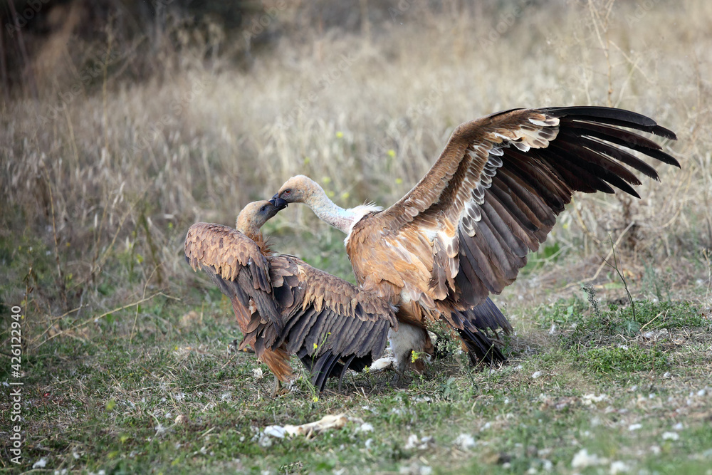 The griffon vulture (Gyps fulvus) while fighting on the ground. Large vultures in a food dispute.Detail of the head of two vultures during a fight. The griffon vulture (Gyps fulvus) while fighting on the ground. Large vultures in a food dispute.Detail of the head of two vultures during a fight.
