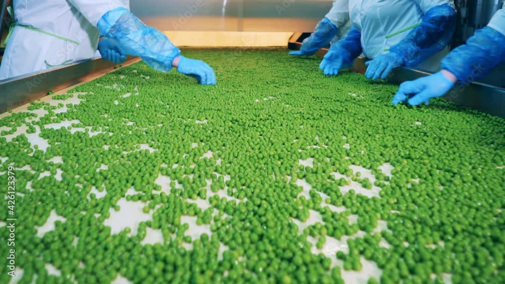 Manual sorting of green peas carried out by factory specialists. Processing of agricultural products, food factory conveyor.