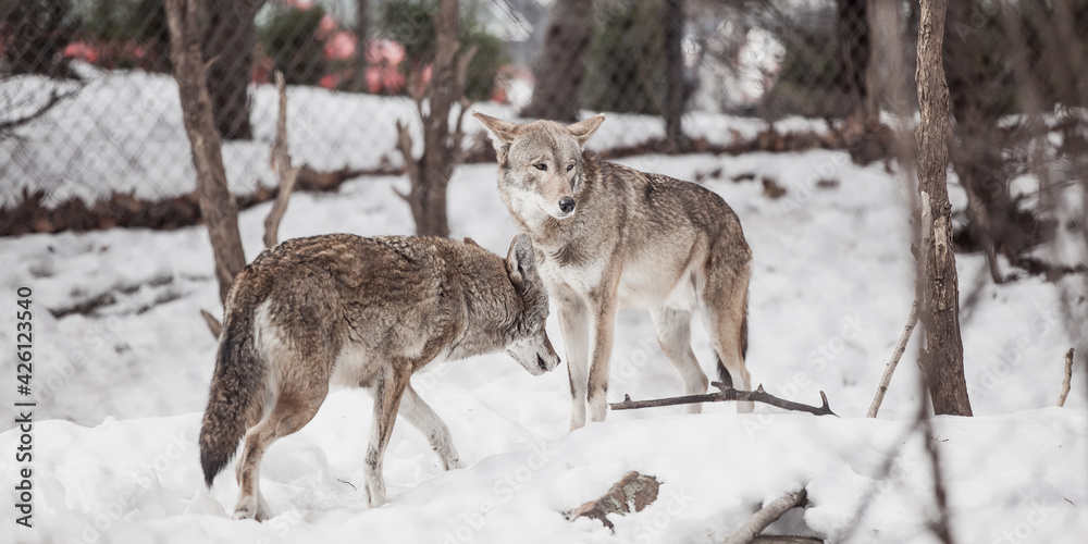 Grey Timber Wolves standing in the middle of Winter Grey Timber Wolves standing in the middle of Winter