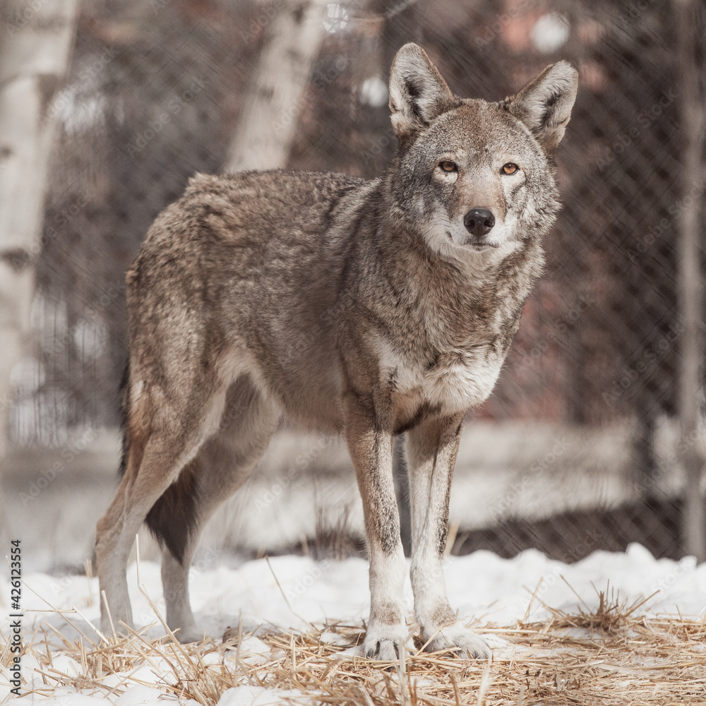 Fototapeta premium Grey Timber Wolves standing in the middle of Winter