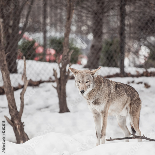 Grey Timber Wolves standing in the middle of Winter © Paul