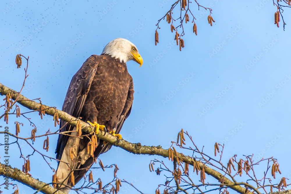Portrait of a bald eagle (lat. haliaeetus leucocephalus) Portrait of a bald eagle (lat. haliaeetus leucocephalus)