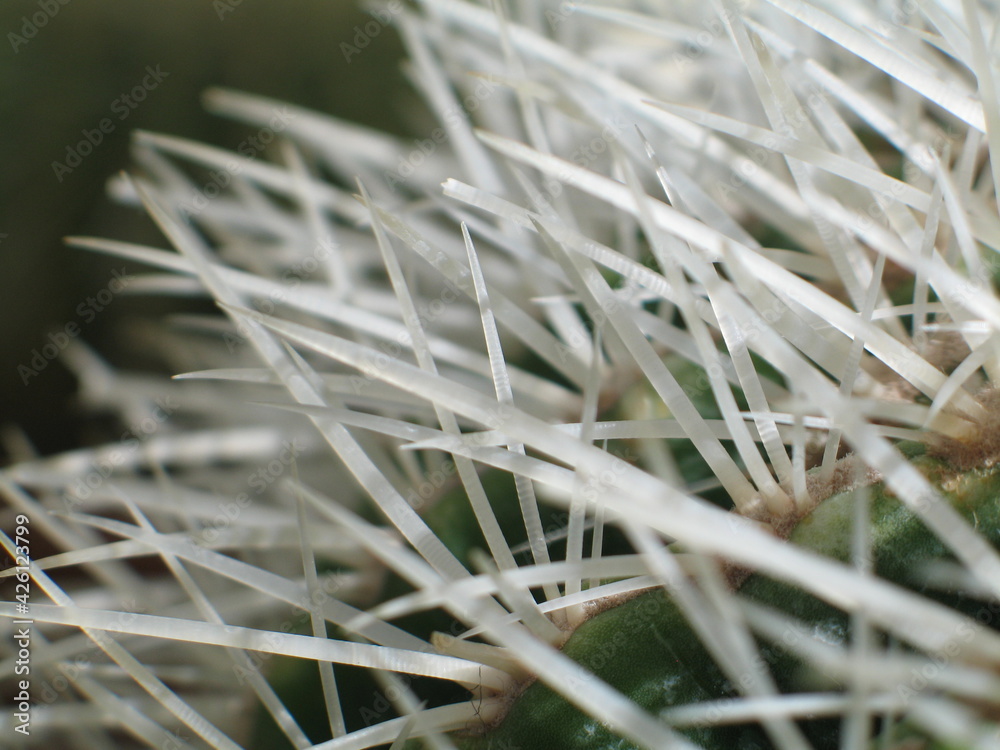 pirmo piano aghi bianchi trasparenti succulenta