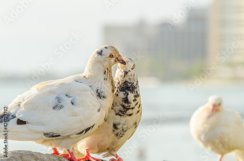 Two white pigeon photo