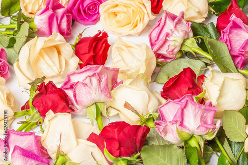 Assorted fresh multicolored roses isolated on white background