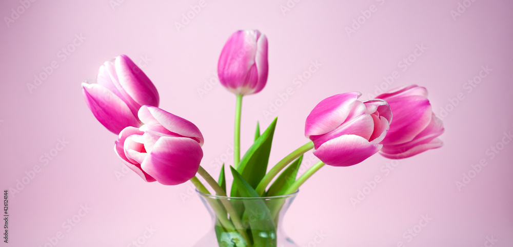 Bouquet of pink tulips in glass vase on pink background. Close-up. Banner. Bouquet of pink tulips in glass vase on pink background. Close-up. Banner.