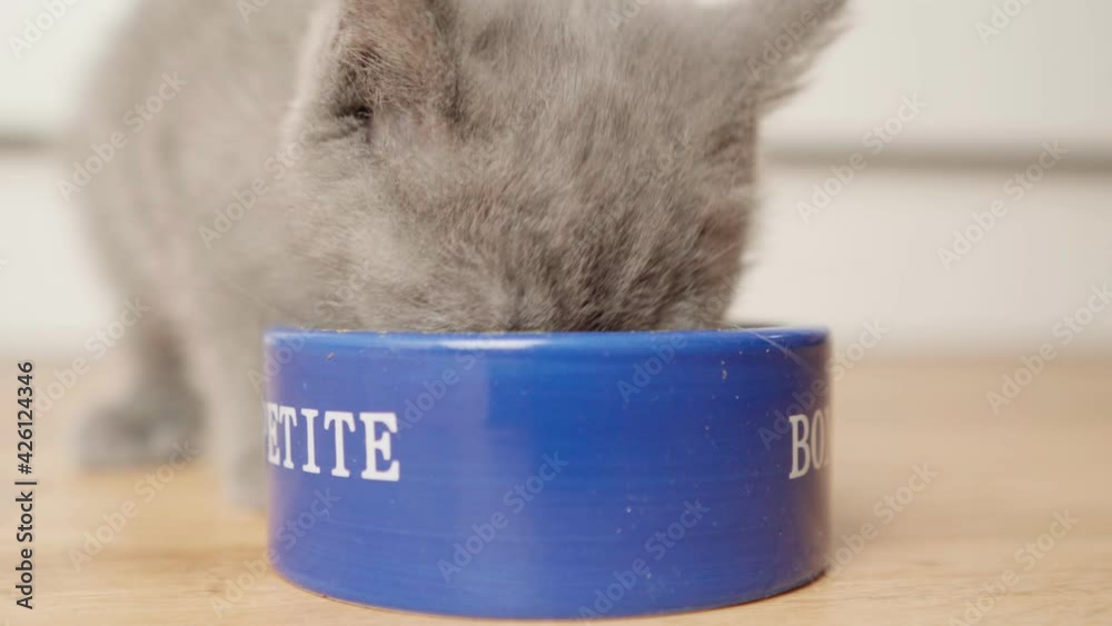 kitten of a British cat eats cat food from a bowl. food for kittens