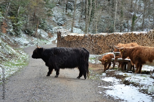 Highlander