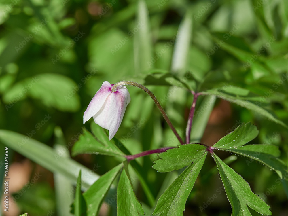 Wood anemone, Anemone nemorosa, a pretty spring flower of ancient woodlands with delicate purple streaked petals surrounding a cluster of distinctive yellow anthers Wood anemone, Anemone nemorosa, a pretty spring flower of ancient woodlands with delicate purple streaked petals surrounding a cluster of distinctive yellow anthers