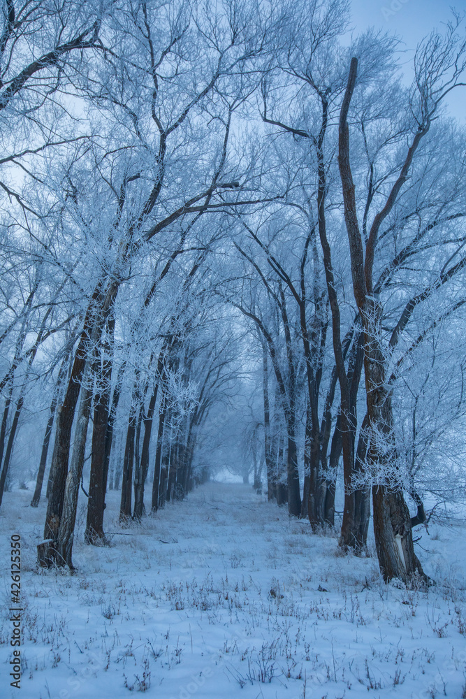 United States, Idaho, Bellevue, Row of frosty trees