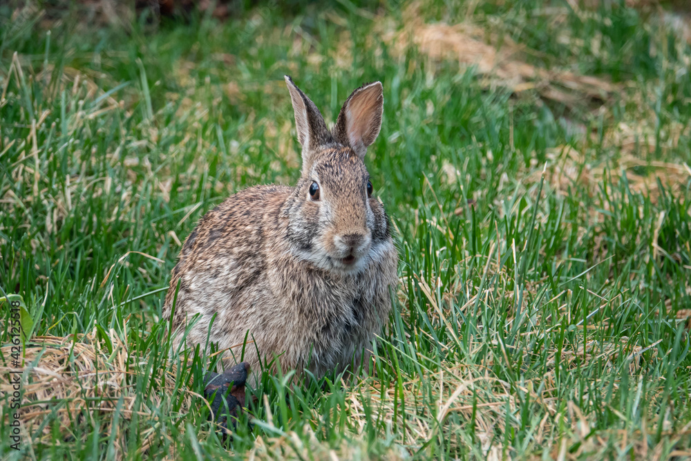 Eastern Cottontail Rabbit in Springtime Eastern Cottontail Rabbit in Springtime
