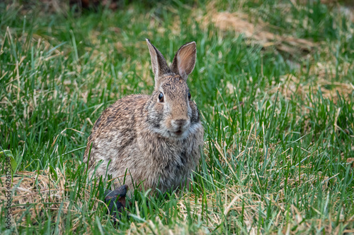 Eastern Cottontail Rabbit in Springtime