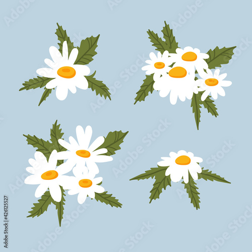 Set of chamomile daisy bouquets, white flowers, buds, green leaves. Camomile medicinal plant. Flat cartoon botanical sketch for design, hand draw vector illustration in vintage style