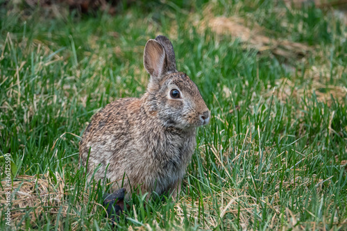 Eastern Cottontail Rabbit in Springtime