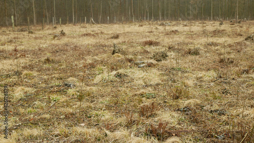 Stump planted planting oak growing newly new trees young seedling sapling making way wood larva, clear cut calamity wood, opening part hole floodplain forest wood plants, folded stem fence fencing photo