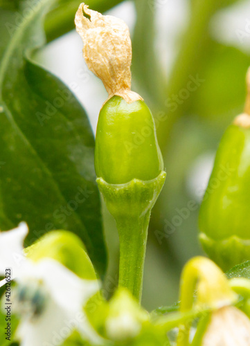 Close up of green chili peppers