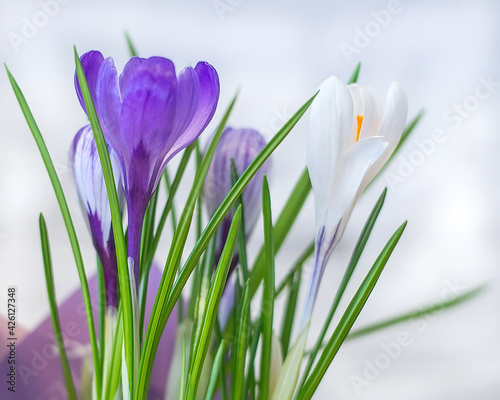 Beautiful spring crocus flowers on a white background