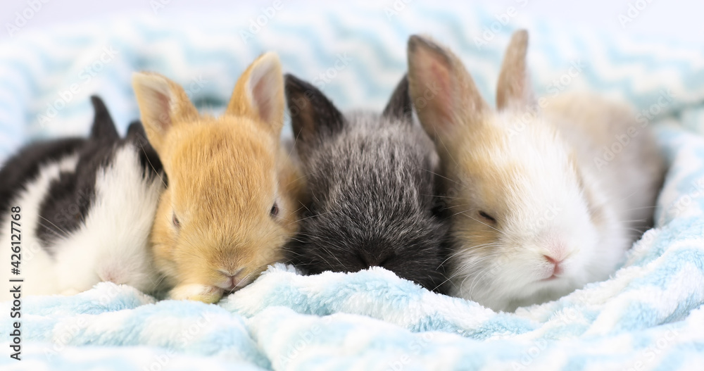 Cute Baby Bunnies Sleeping
