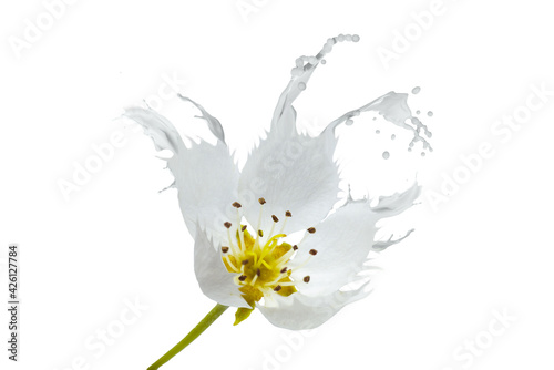 Fotografija fiore astratto di pero con splash di latte