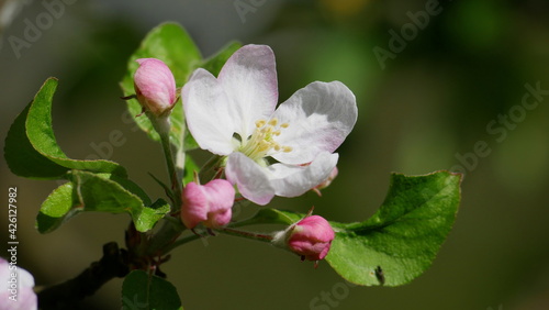 Apfelbaumblüte in zartrosa und weiß