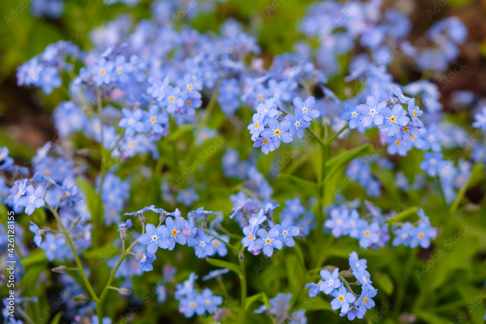 Little blue forget-me-not flowers in spring home garden. Little blue forget-me-not flowers in spring home garden.