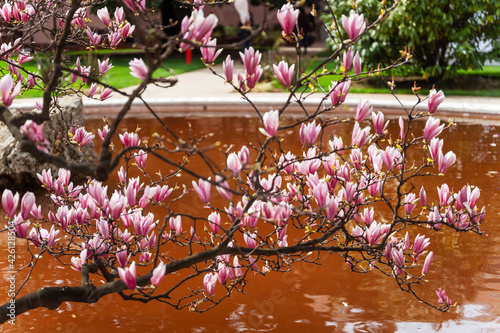 Magnolias bloom in spring in Dolmabahce Palace Park in Istanbul. Red lake and magnolia flowers. Magnolia blossom in Istanbul photo