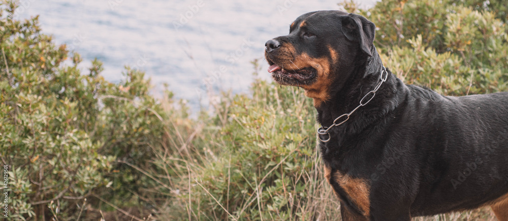 Rottweiler hembra línea alemana disfrutando de un paseo por el parque Rottweiler hembra línea alemana disfrutando de un paseo por el parque